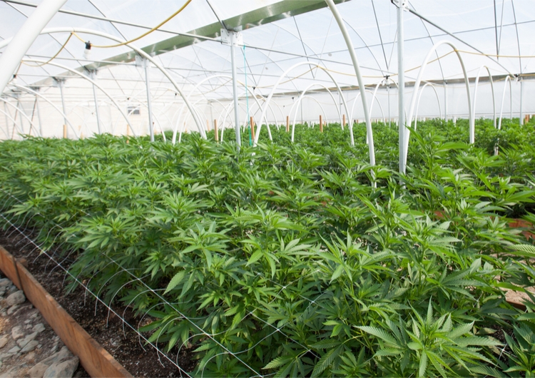 Hawthorne And Flowr Pioneering Private Cannabis Research In North America -  Greenhouse Grower