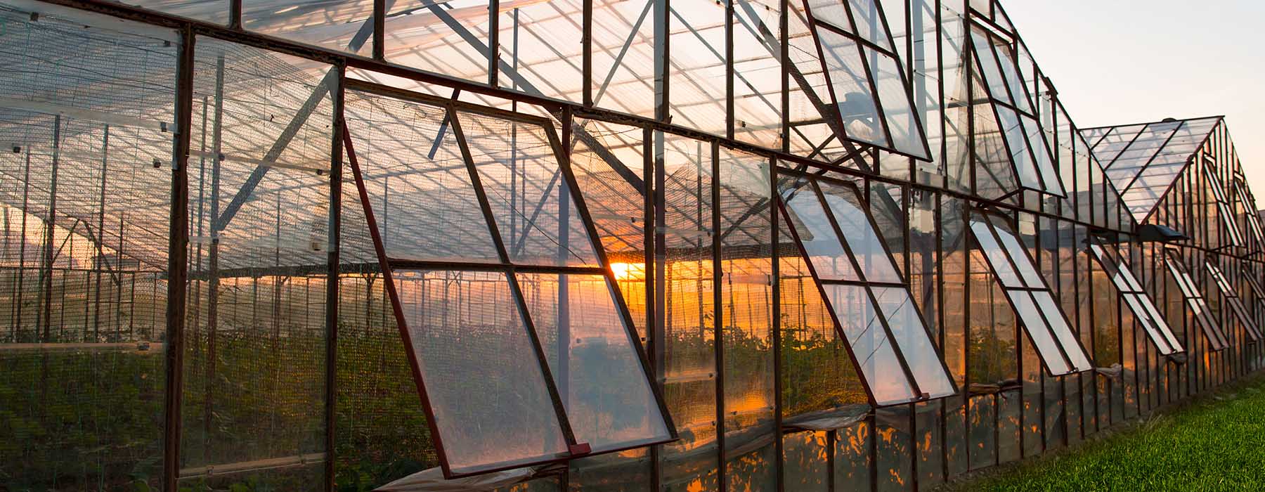 Cannabis growing operation